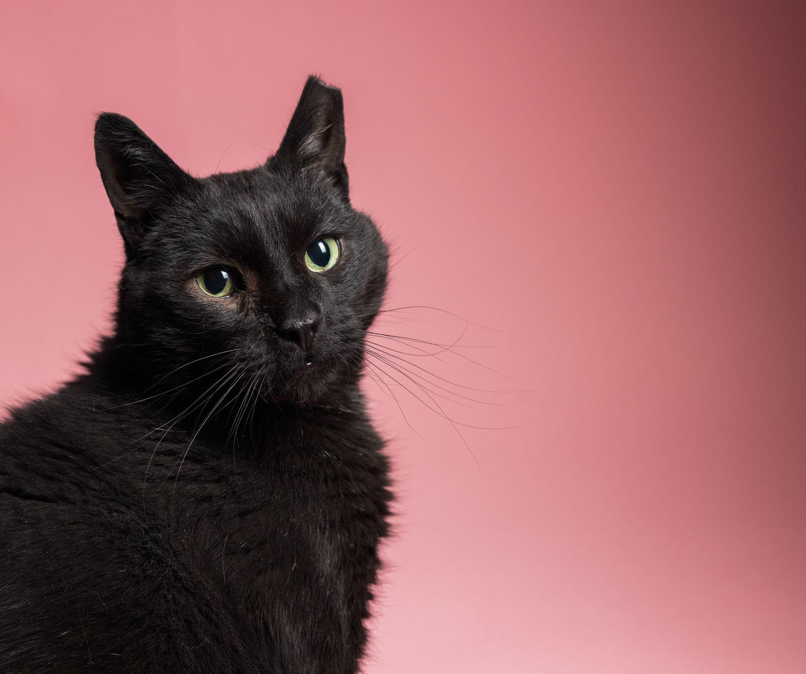 Edgar, Adoptable, Adult Male Domestic Short Hair.