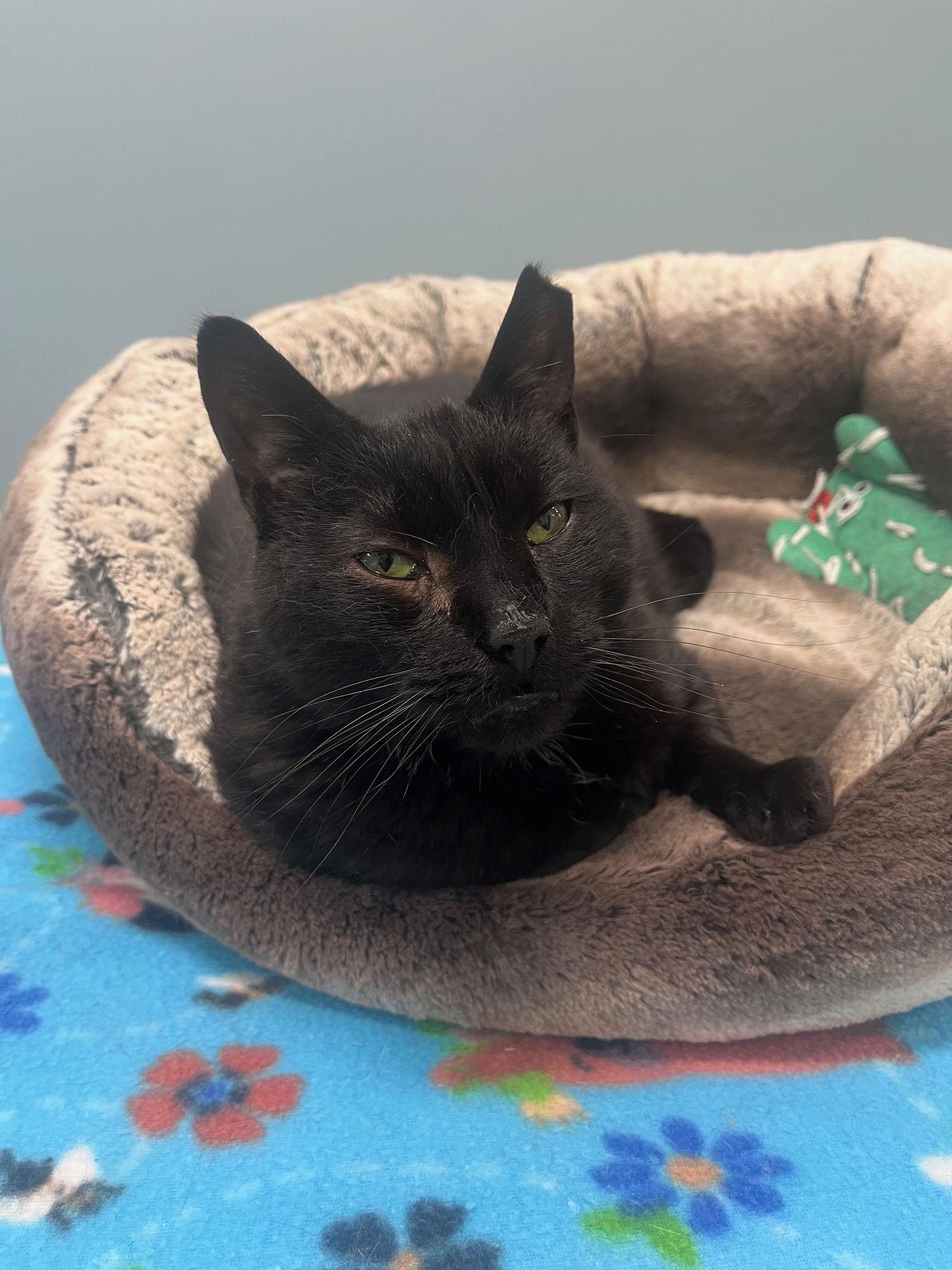 Enlarge Edgar, a Adoptable Domestic Short Hair in New Castle, DE image 2/3