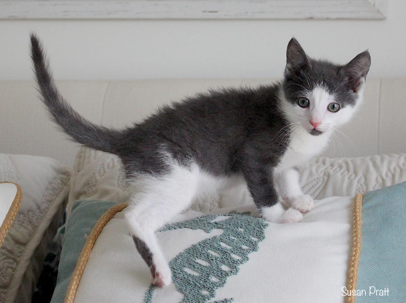 Sam, an adopted Domestic Short Hair in Bedford, VA image 3/5