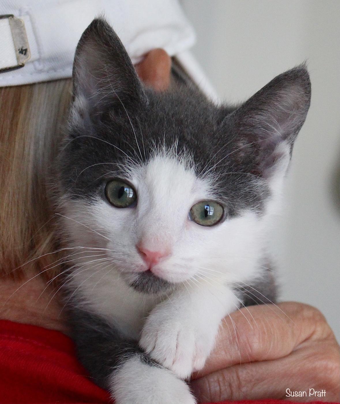 Sam, an adopted Domestic Short Hair in Bedford, VA image 1/5