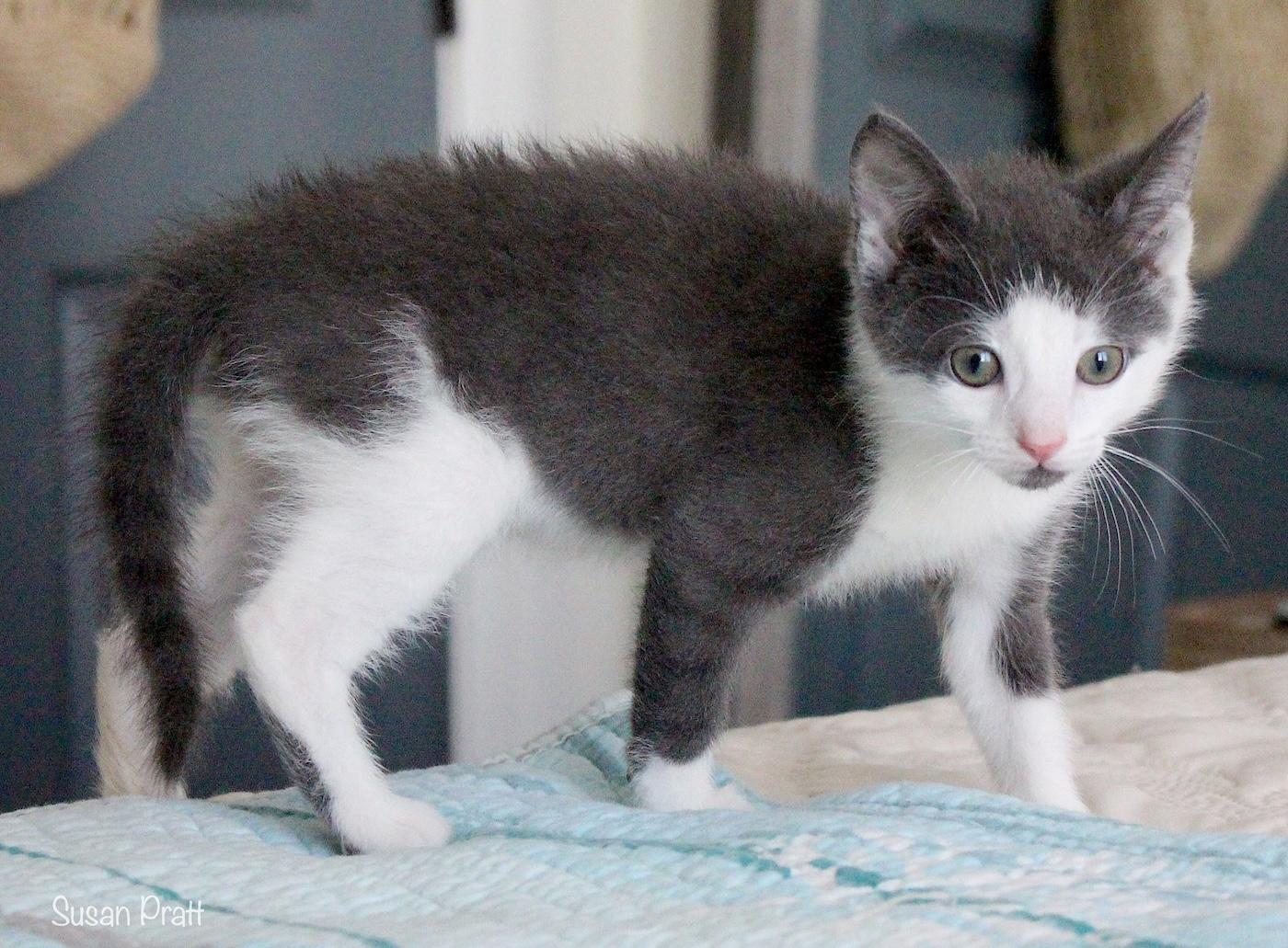 Sam, an adopted Domestic Short Hair in Bedford, VA image 4/5
