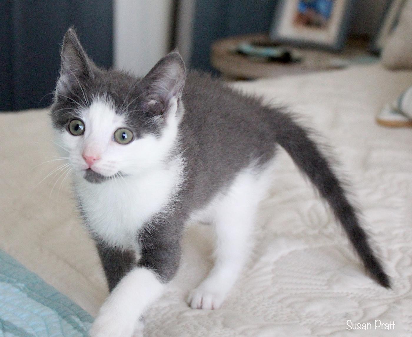 Sam, an adopted Domestic Short Hair in Bedford, VA image 2/5