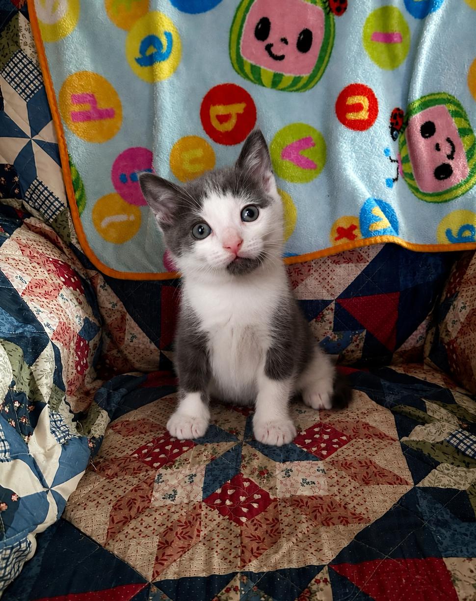 Sam, an adopted Domestic Short Hair in Bedford, VA image 5/5