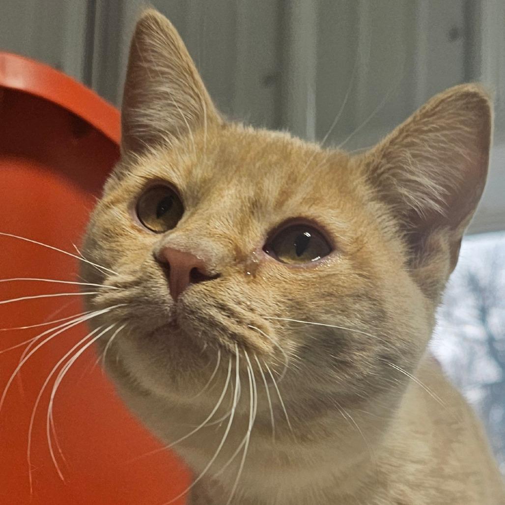 Ben, Adoptable, Young Male Domestic Short Hair.