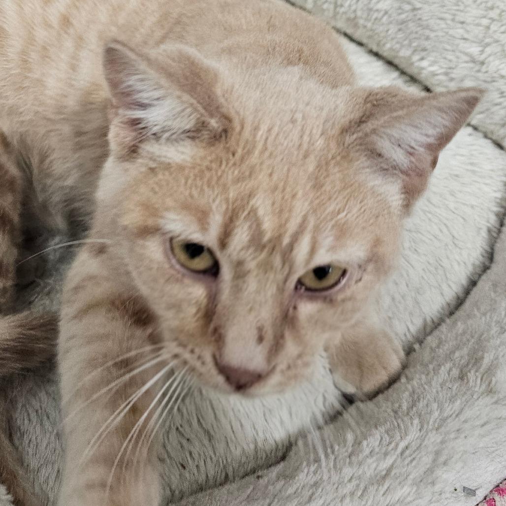 Ben, a Adoptable Domestic Short Hair in Grinnell, IA image 2/3