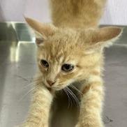 Enlarge Ben, a Adoptable Domestic Short Hair in Grinnell, IA image 2/2