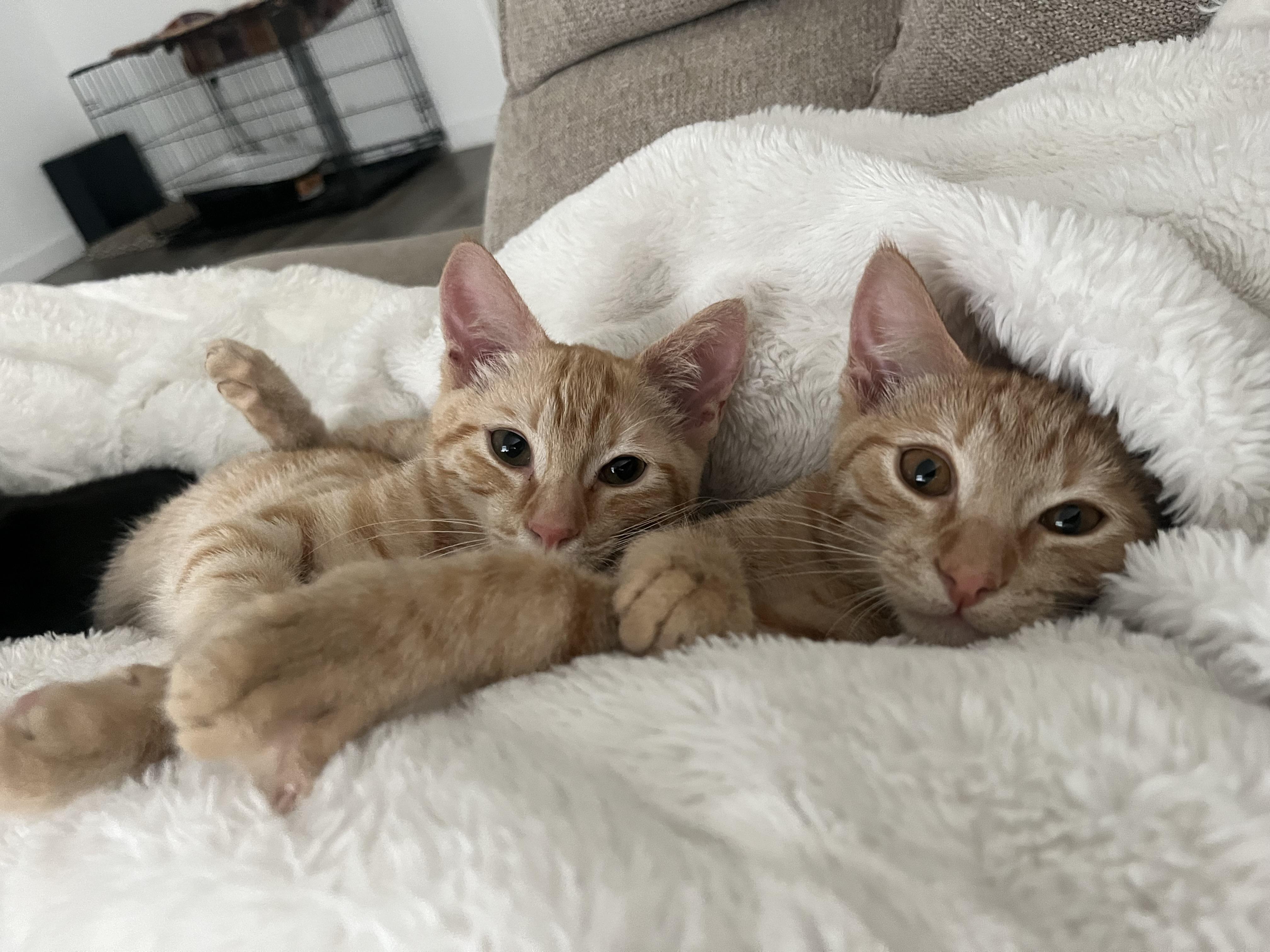 Enlarge Elle, a Adoptable Tabby in Manteca, CA image 3/5