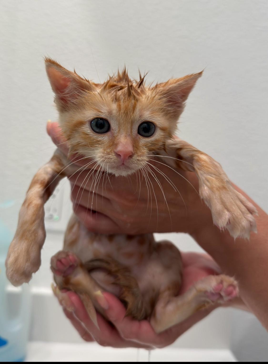 Enlarge Elle, a Adoptable Tabby in Manteca, CA image 5/5