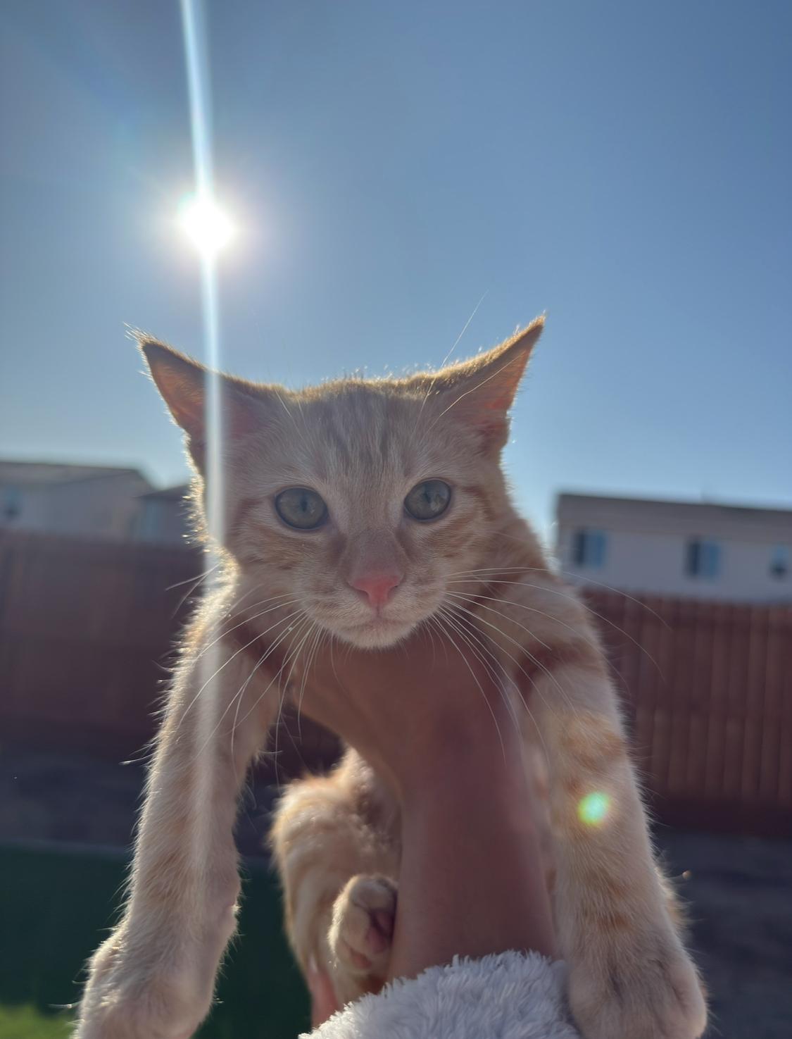 Enlarge Elle, a Adoptable Tabby in Manteca, CA image 1/5