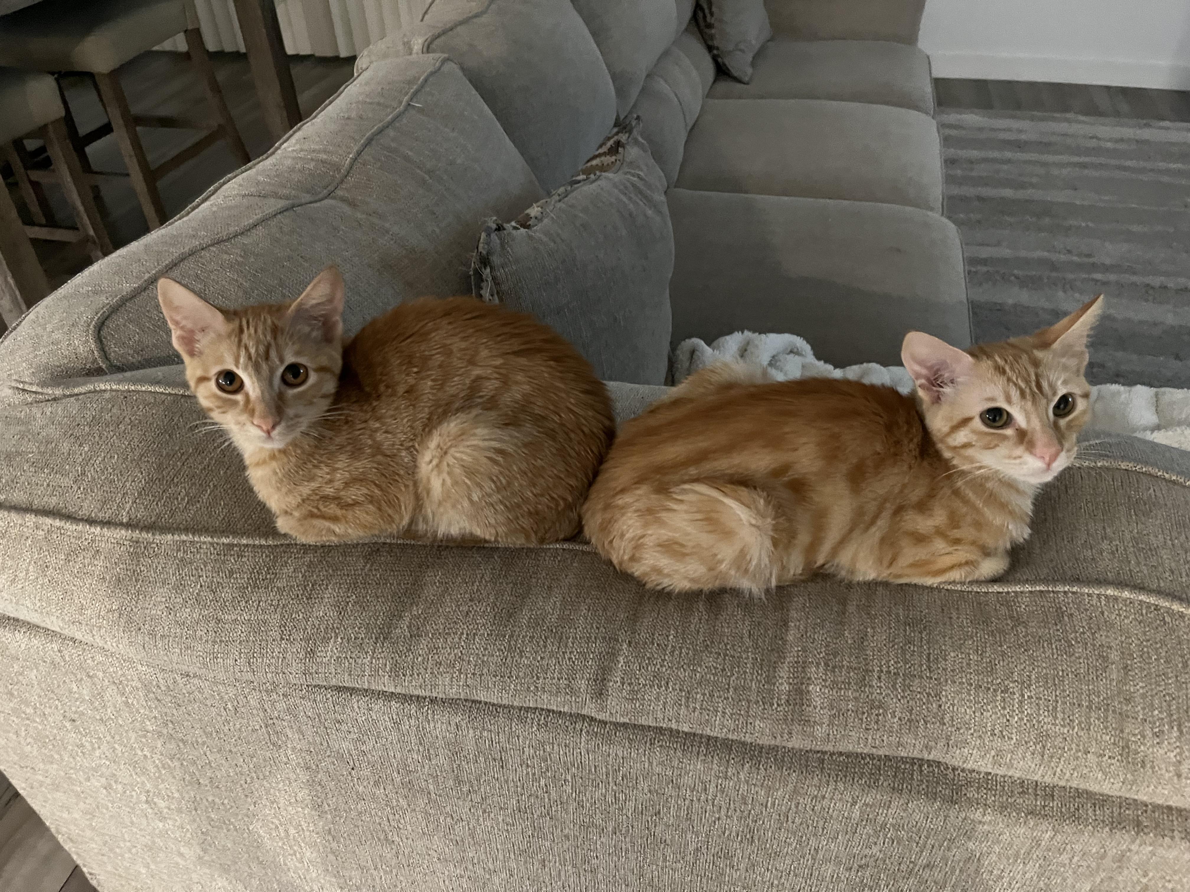 Enlarge Elle, a Adoptable Tabby in Manteca, CA image 2/5