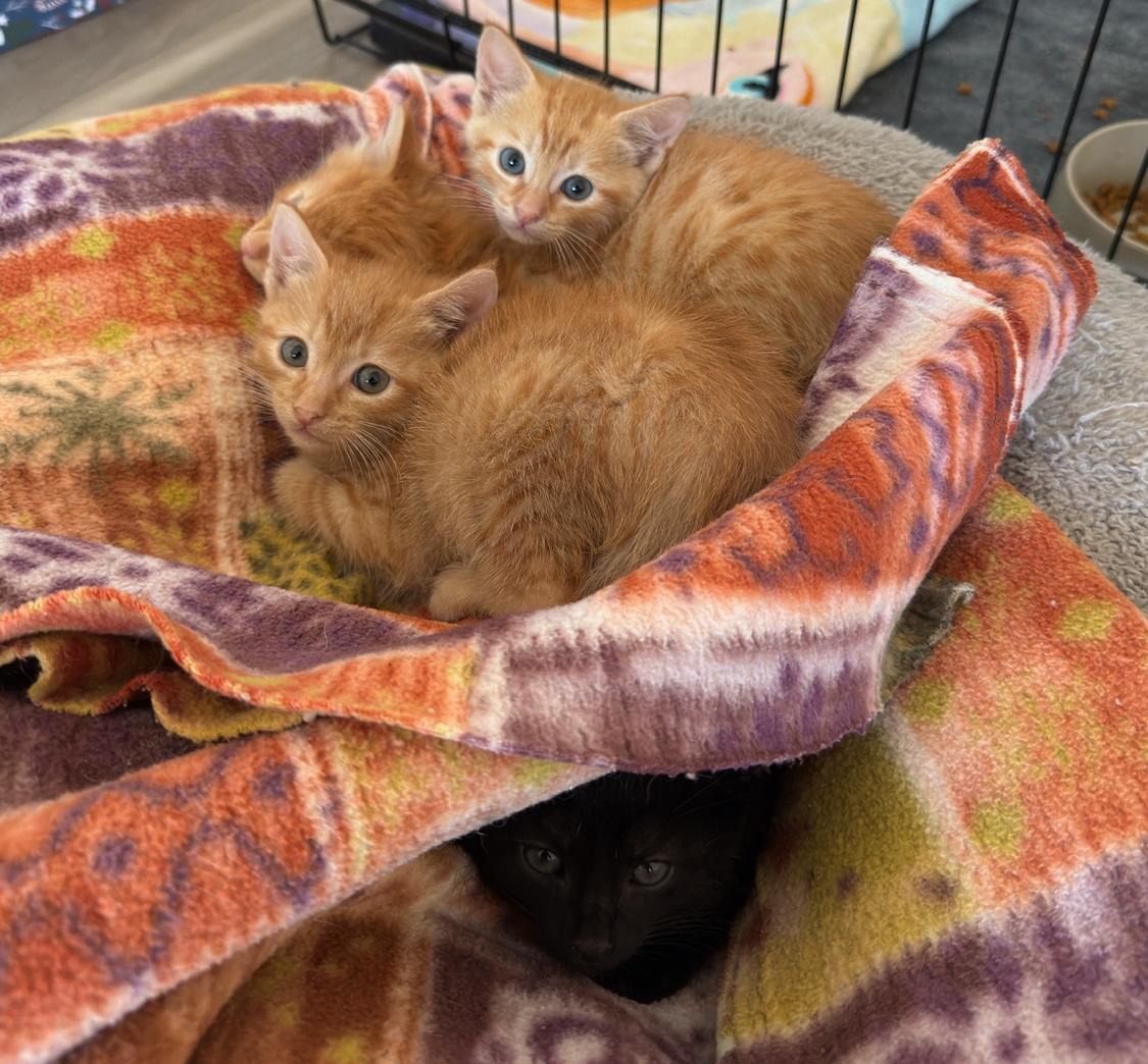 Enlarge Elle, a Adoptable Tabby in Manteca, CA image 4/5