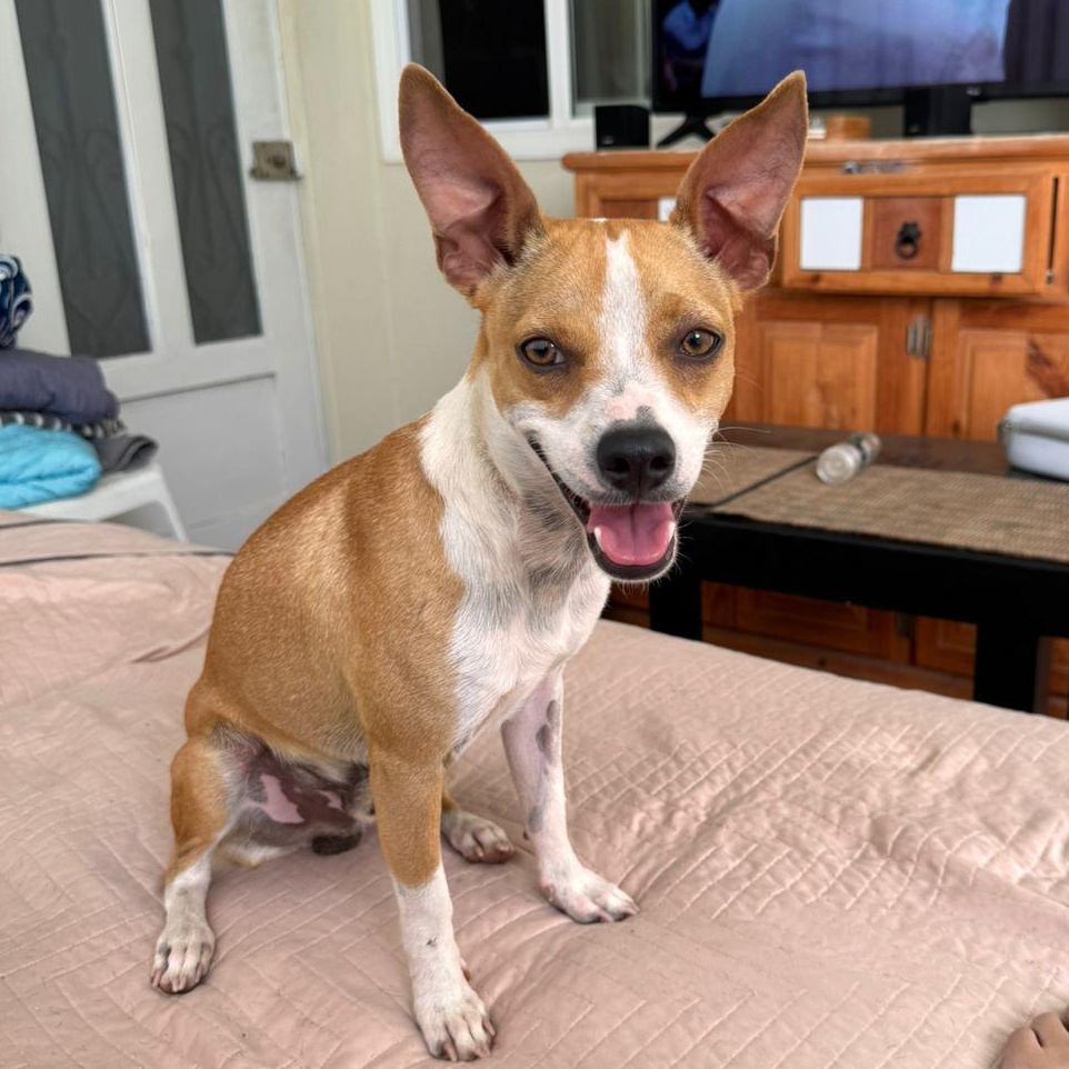 Yoko, an adopted mixed breed in Edmonton, AB image 1/6