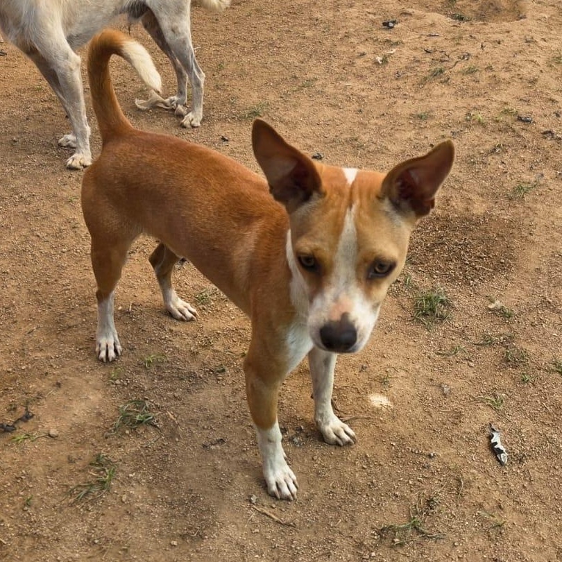 Yoko, an adopted mixed breed in Edmonton, AB image 4/6