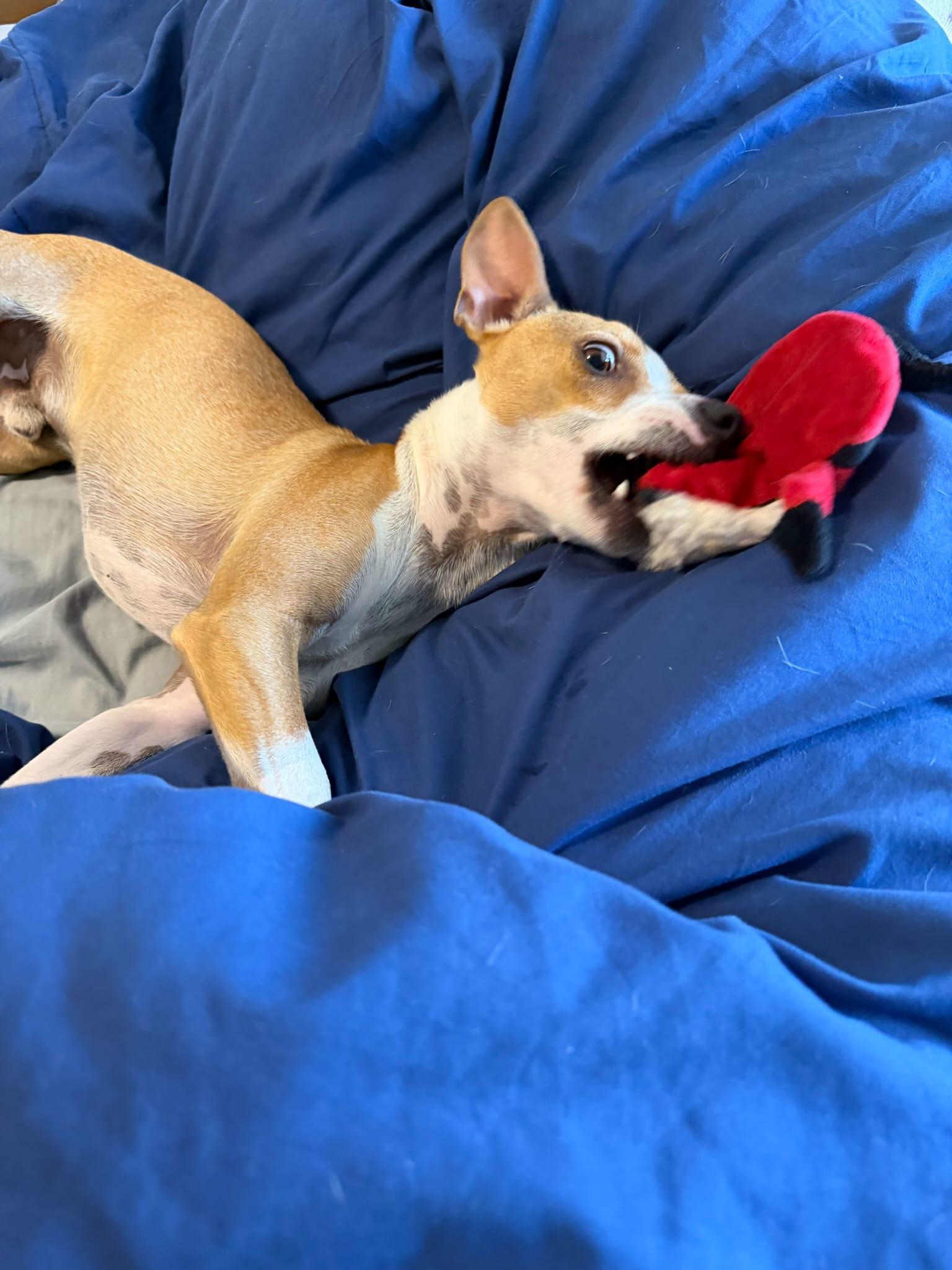 Yoko, an adopted mixed breed in Edmonton, AB image 6/6