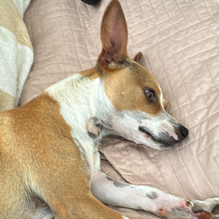 Yoko, an adopted mixed breed in Edmonton, AB image 2/6