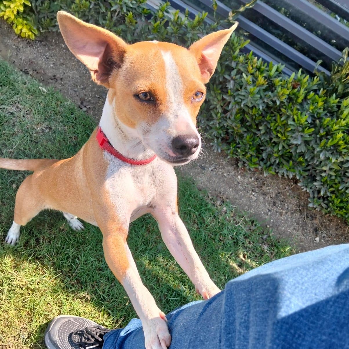 Yoko, an adopted mixed breed in Edmonton, AB image 5/6