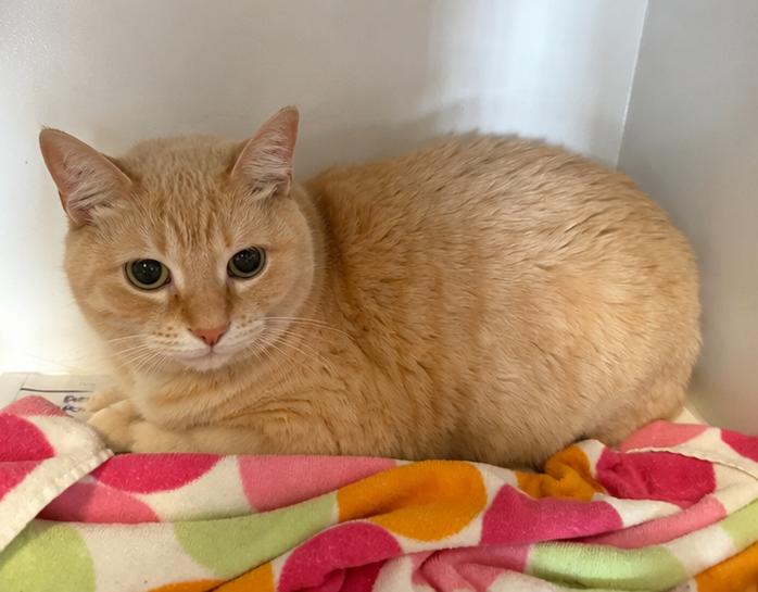 Beau, Adoptable, Adult Male Domestic Short Hair.