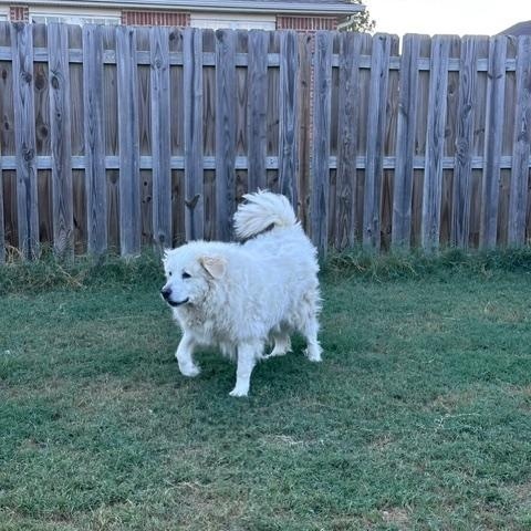Enlarge Merlin, a Adoptable Great Pyrenees in Bella Vista , AR image 3/6