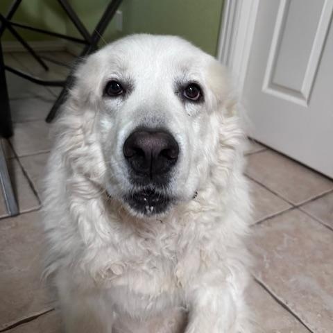 Enlarge Merlin, a Adoptable Great Pyrenees in Bella Vista , AR image 4/6