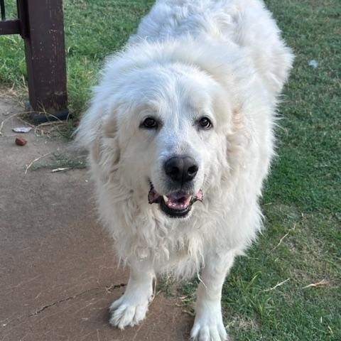 Merlin, Adoptable, Senior Male Great Pyrenees.