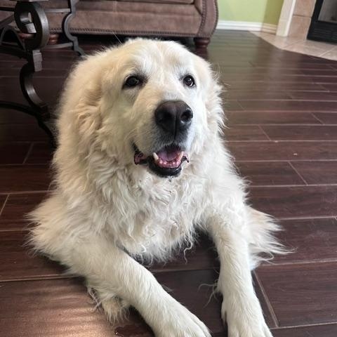 Enlarge Merlin, a Adoptable Great Pyrenees in Bella Vista , AR image 5/6