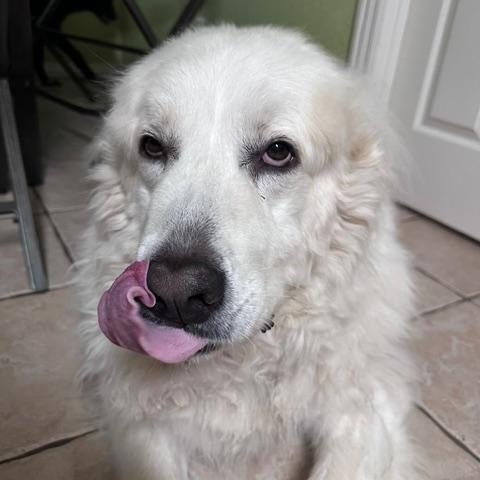 Enlarge Merlin, a Adoptable Great Pyrenees in Bella Vista , AR image 6/6
