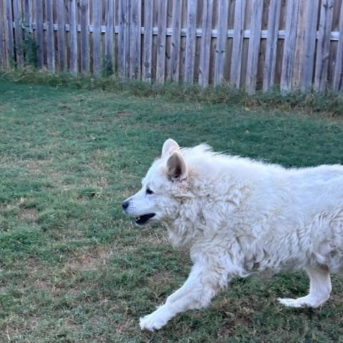 Enlarge Merlin, a Adoptable Great Pyrenees in Bella Vista , AR image 2/6