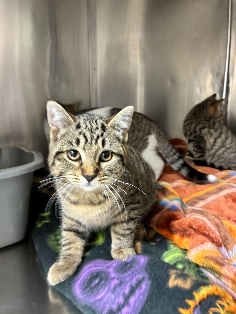 Bunnie, Adoptable, Young Female Domestic Short Hair.