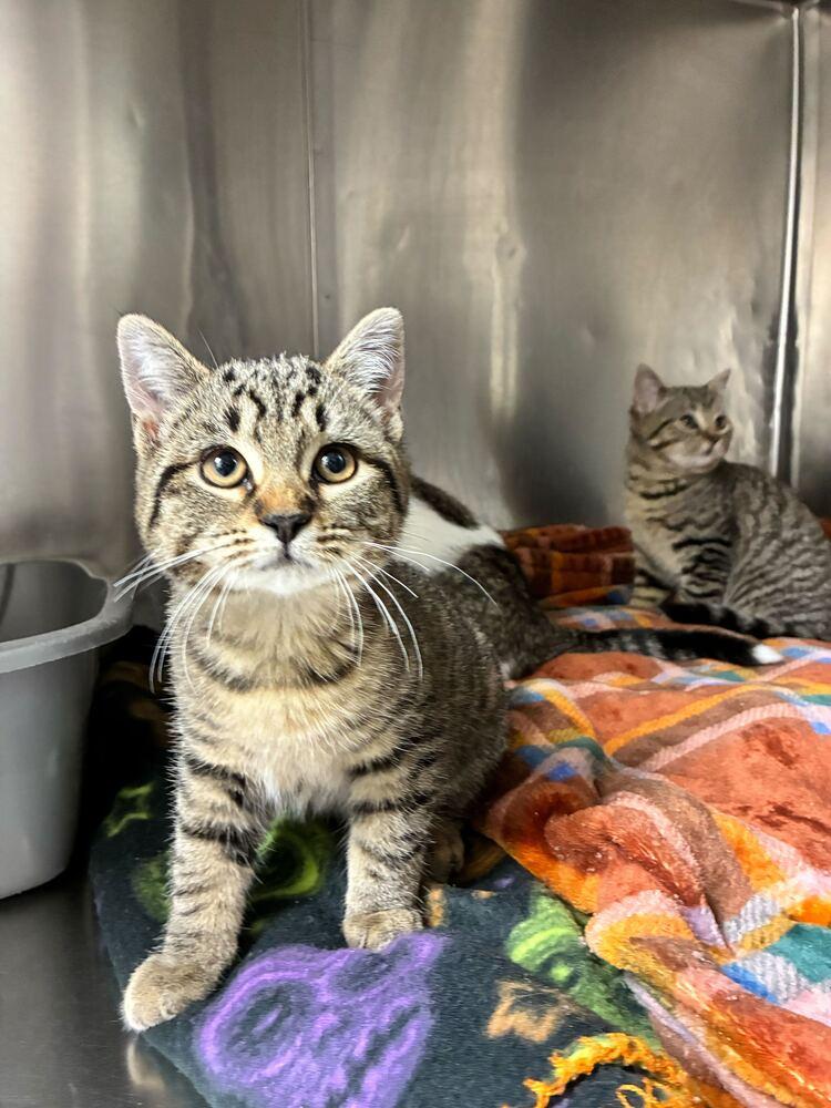 Enlarge Bunnie, a Adoptable Domestic Short Hair in Marietta, GA image 2/2