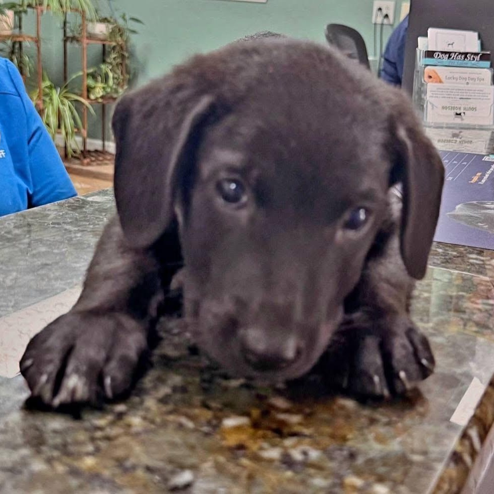 Karma, Adoptable, Puppy Female Labrador Retriever.