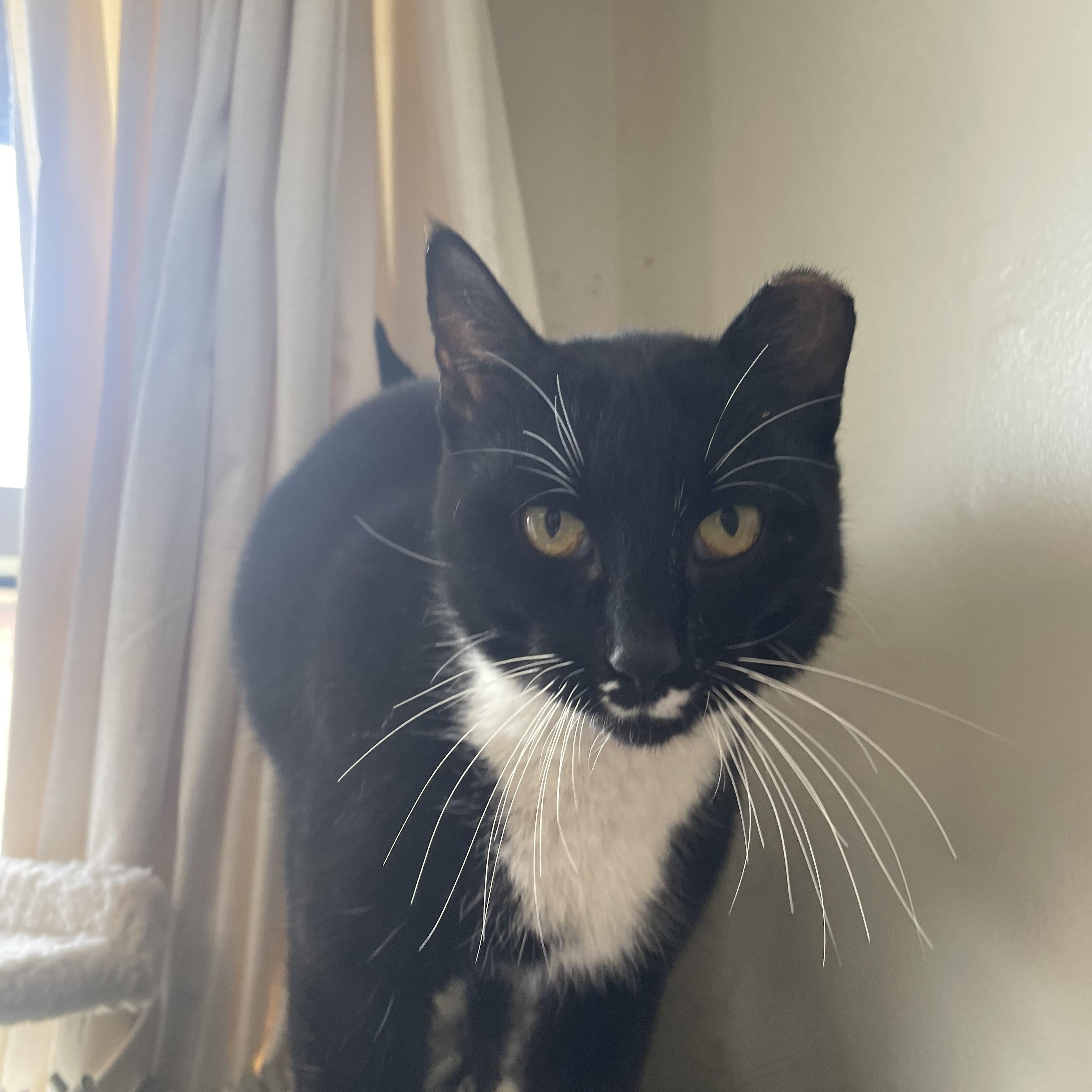 Tulip, adopted, Adult Female Tuxedo.