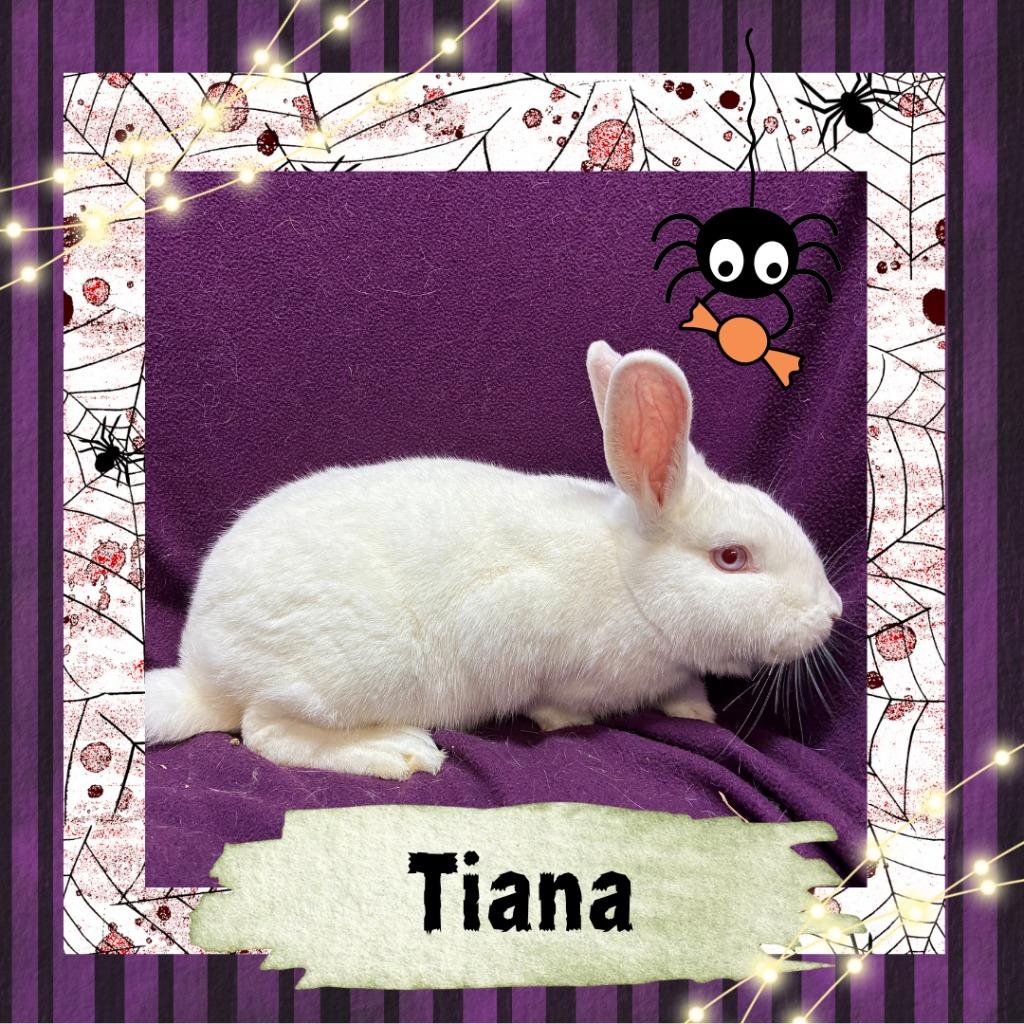 Enlarge Tiana, a Adopted Bunny Rabbit in Elizabethtown, KY image 1/4