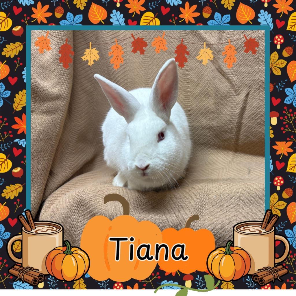 Enlarge Tiana, a Adopted Bunny Rabbit in Elizabethtown, KY image 2/4