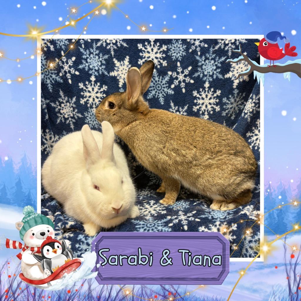 Enlarge Tiana, a Adopted Bunny Rabbit in Elizabethtown, KY image 3/4