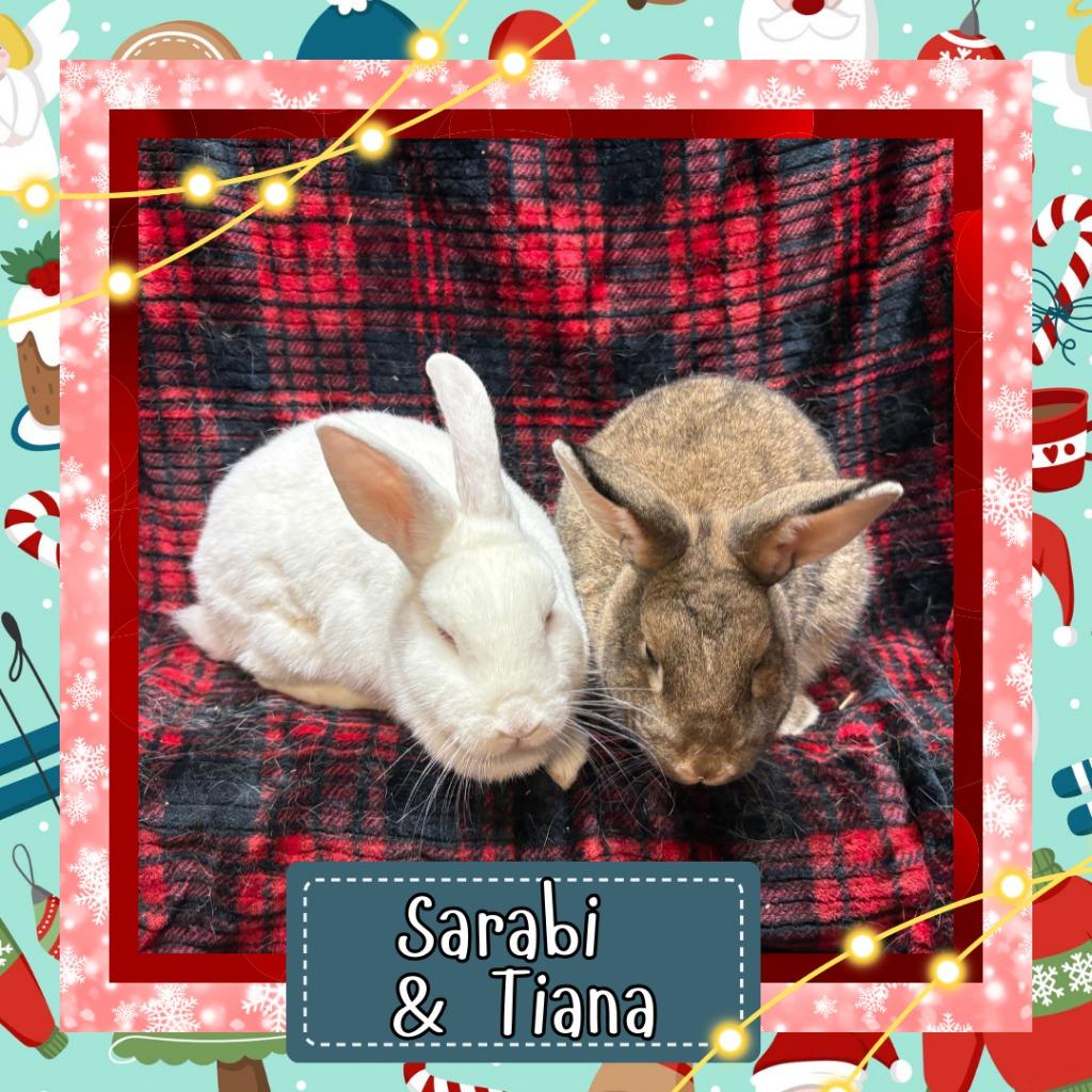 Enlarge Tiana, a Adopted Bunny Rabbit in Elizabethtown, KY image 4/4