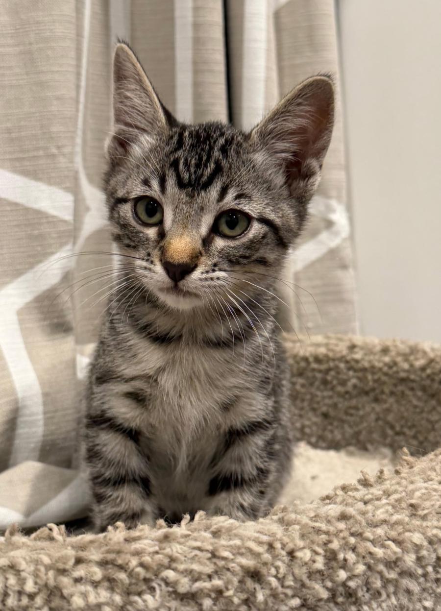 Enlarge Edgar Allan Poe, a Adopted Tabby in San Juan Capistrano, CA image 1/1