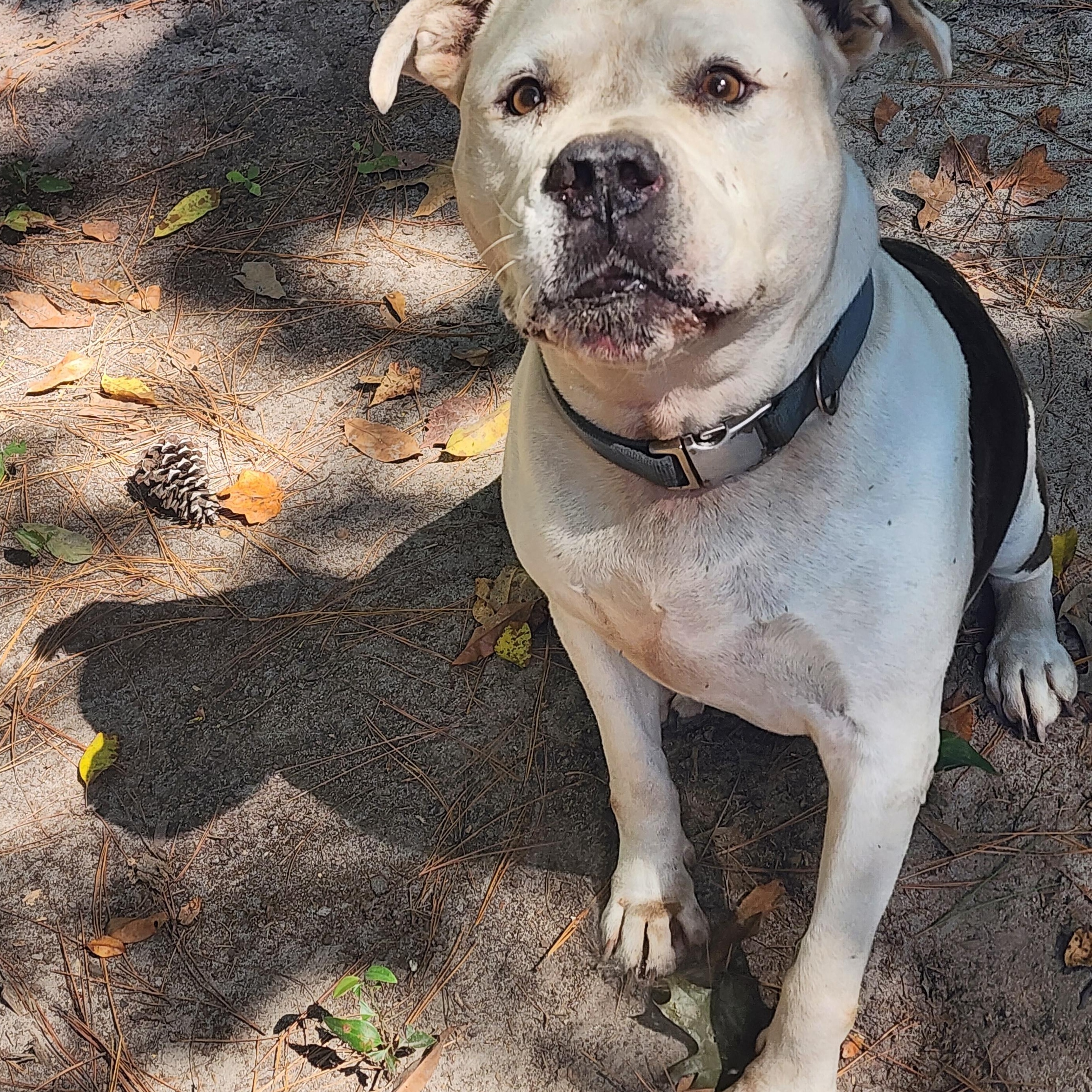 King, Adoptable, Adult Male Mixed Breed.