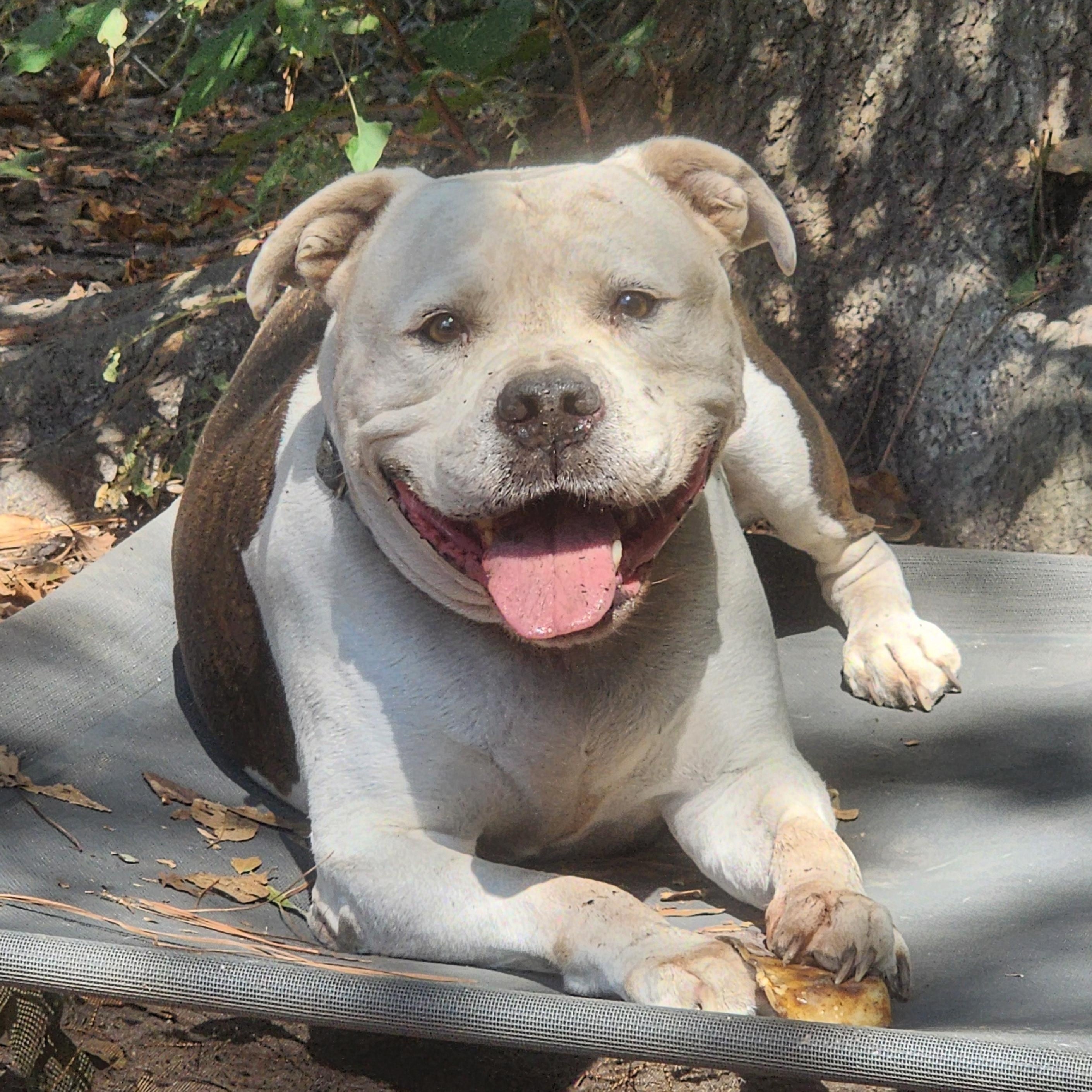 King, a Adoptable Mixed Breed in Benson, NC image 2/4