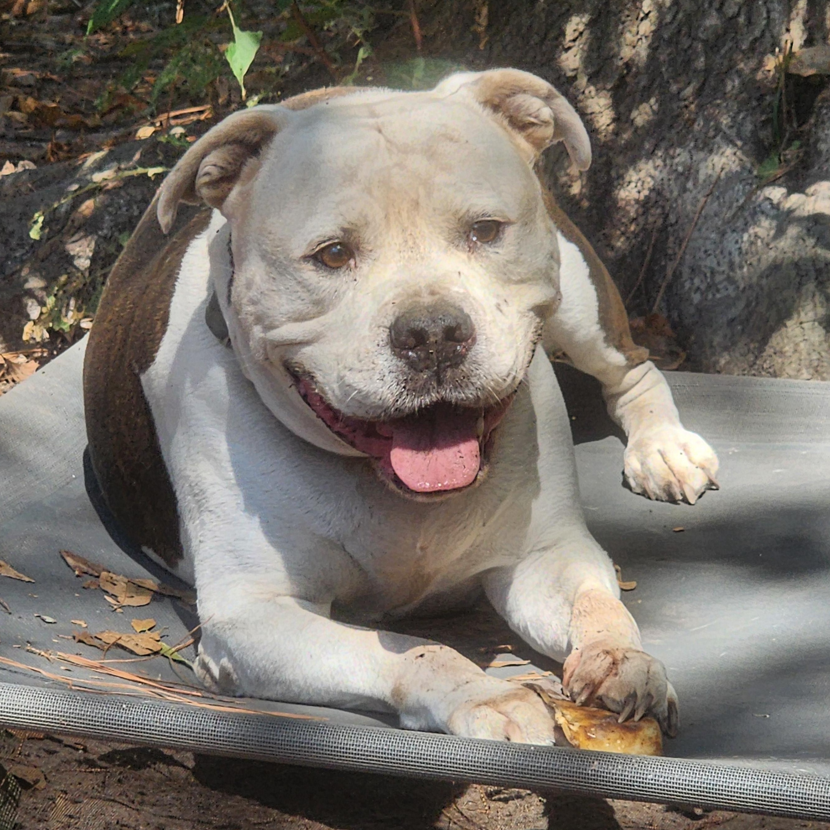 King, a Adoptable Mixed Breed in Benson, NC image 3/4