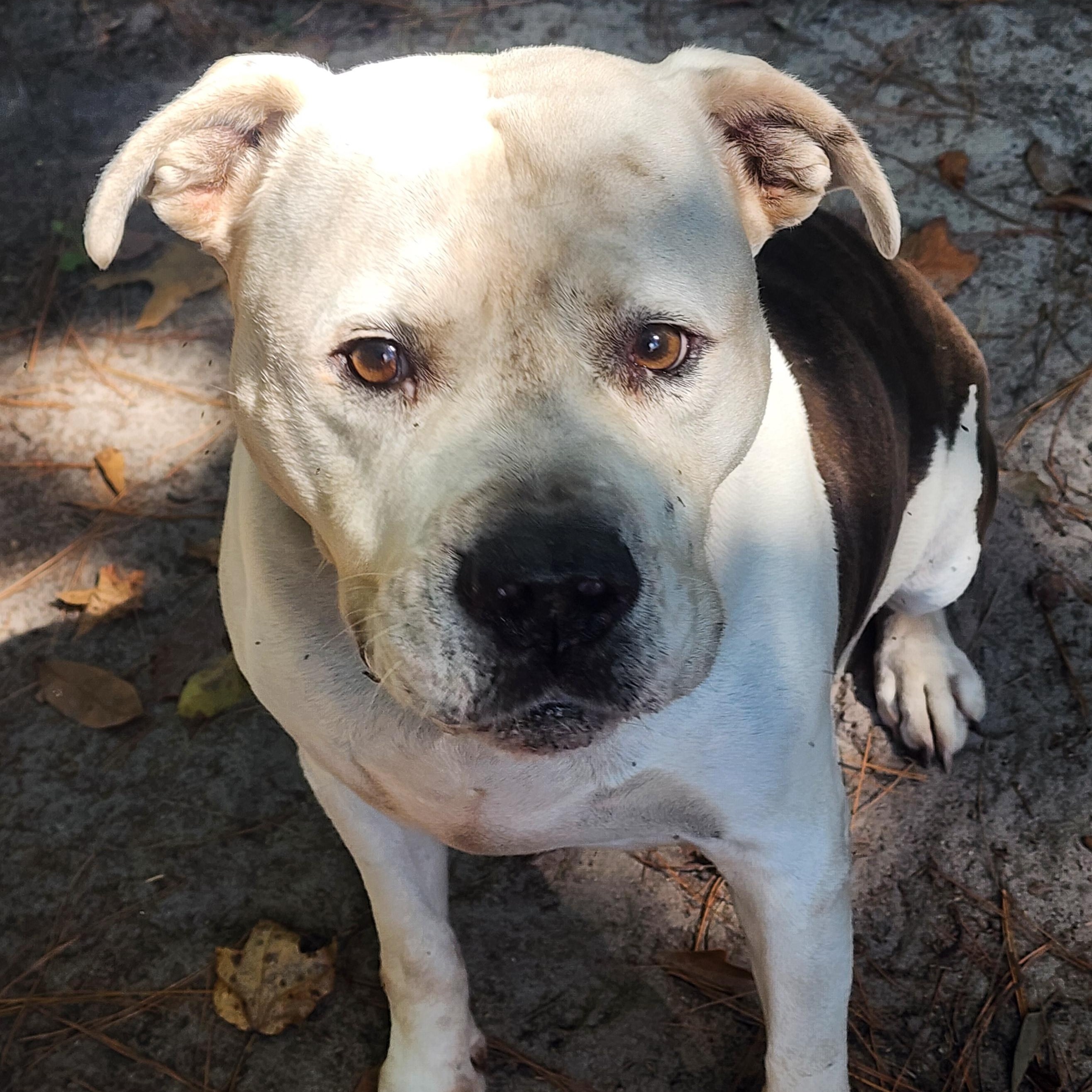 King, a Adoptable Mixed Breed in Benson, NC image 4/4