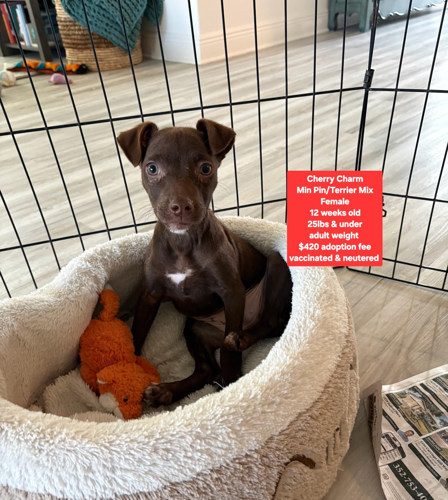 Enlarge Cherry Charm, an adoptable mixed breed in Oviedo, FL image 1/1