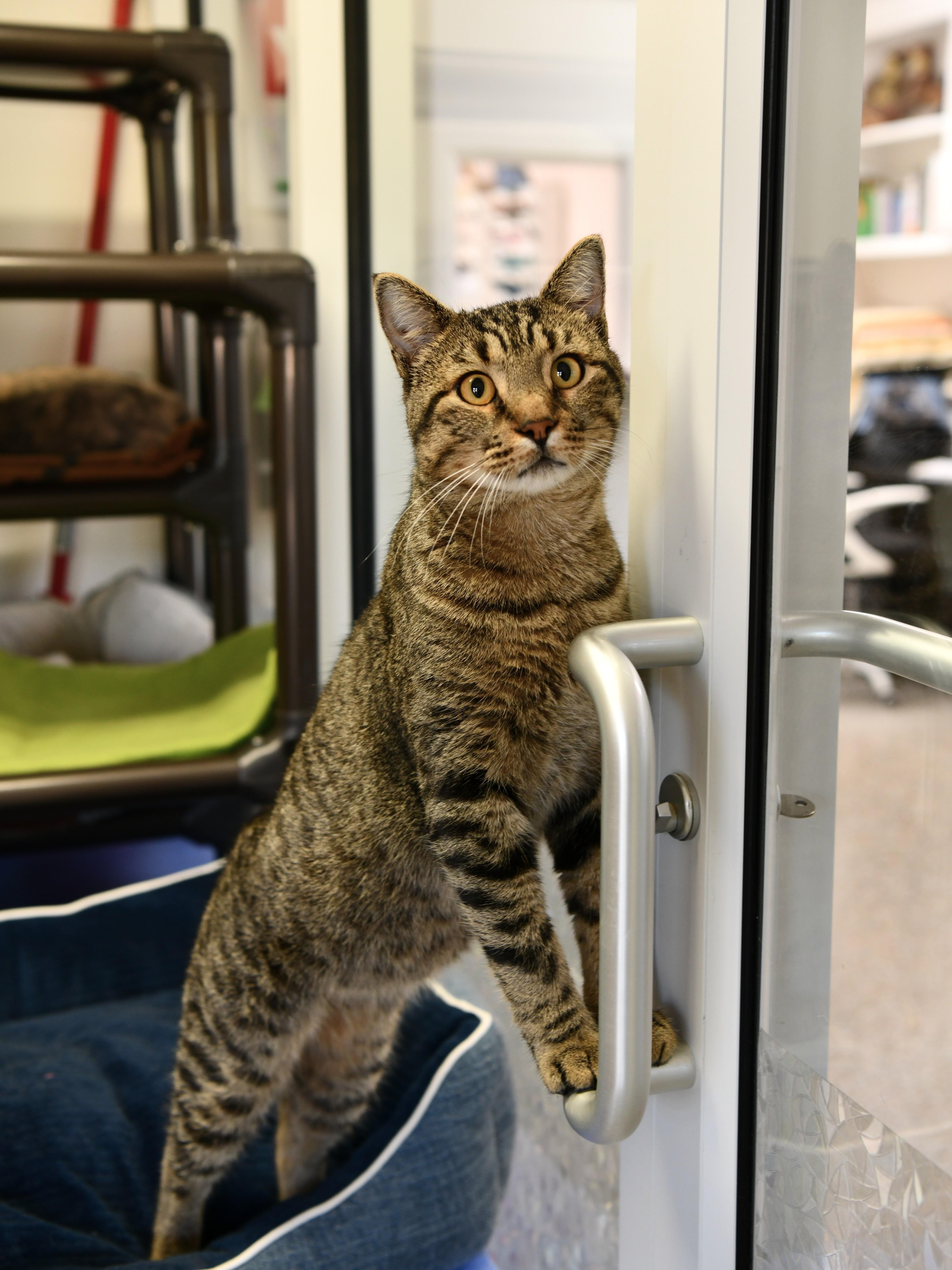 King Bob (FIV pos), Adoptable, Adult Male Domestic Short Hair.