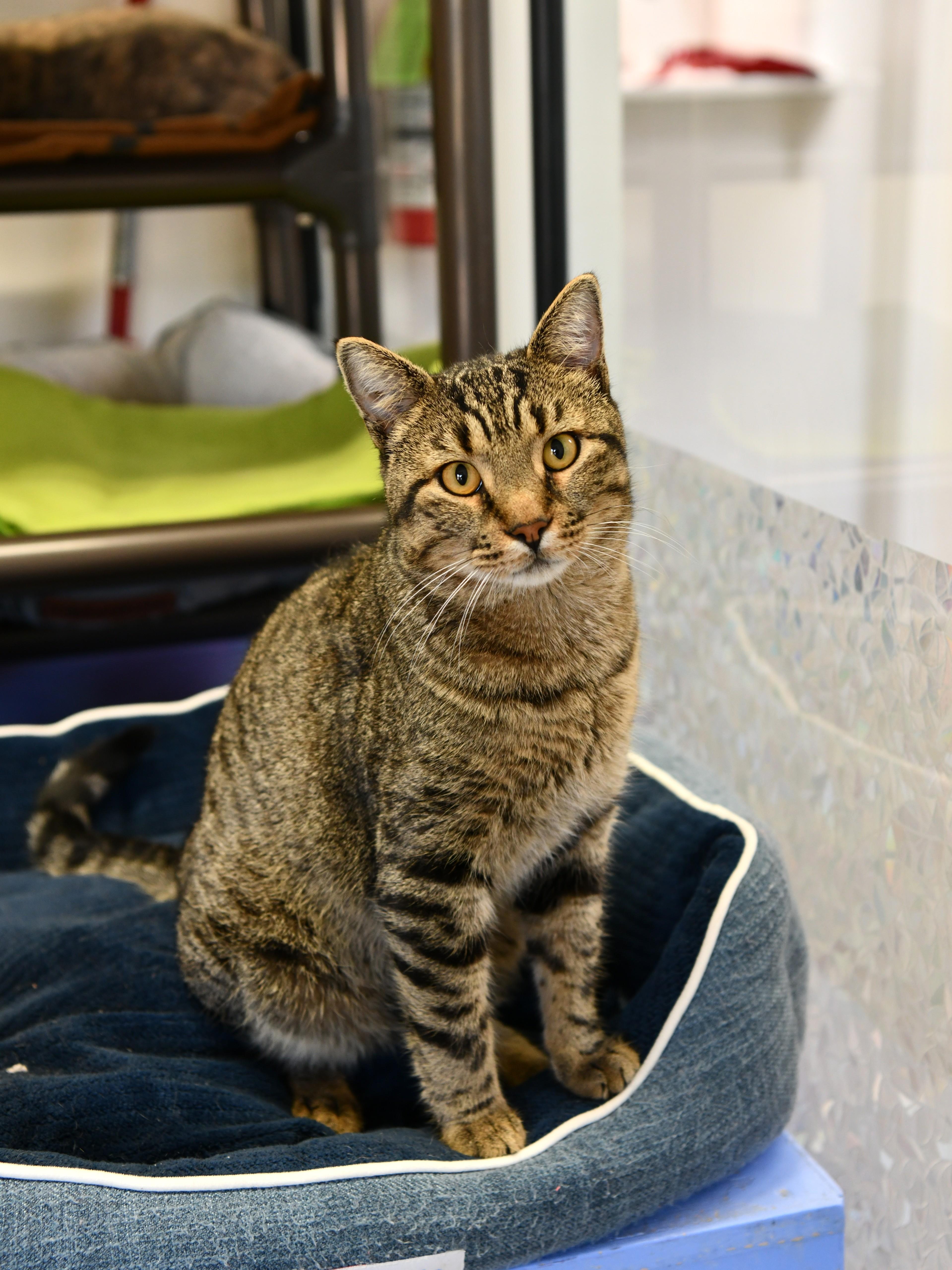 Enlarge King Bob (FIV pos), a Adoptable Domestic Short Hair in Fairhope, AL image 3/4
