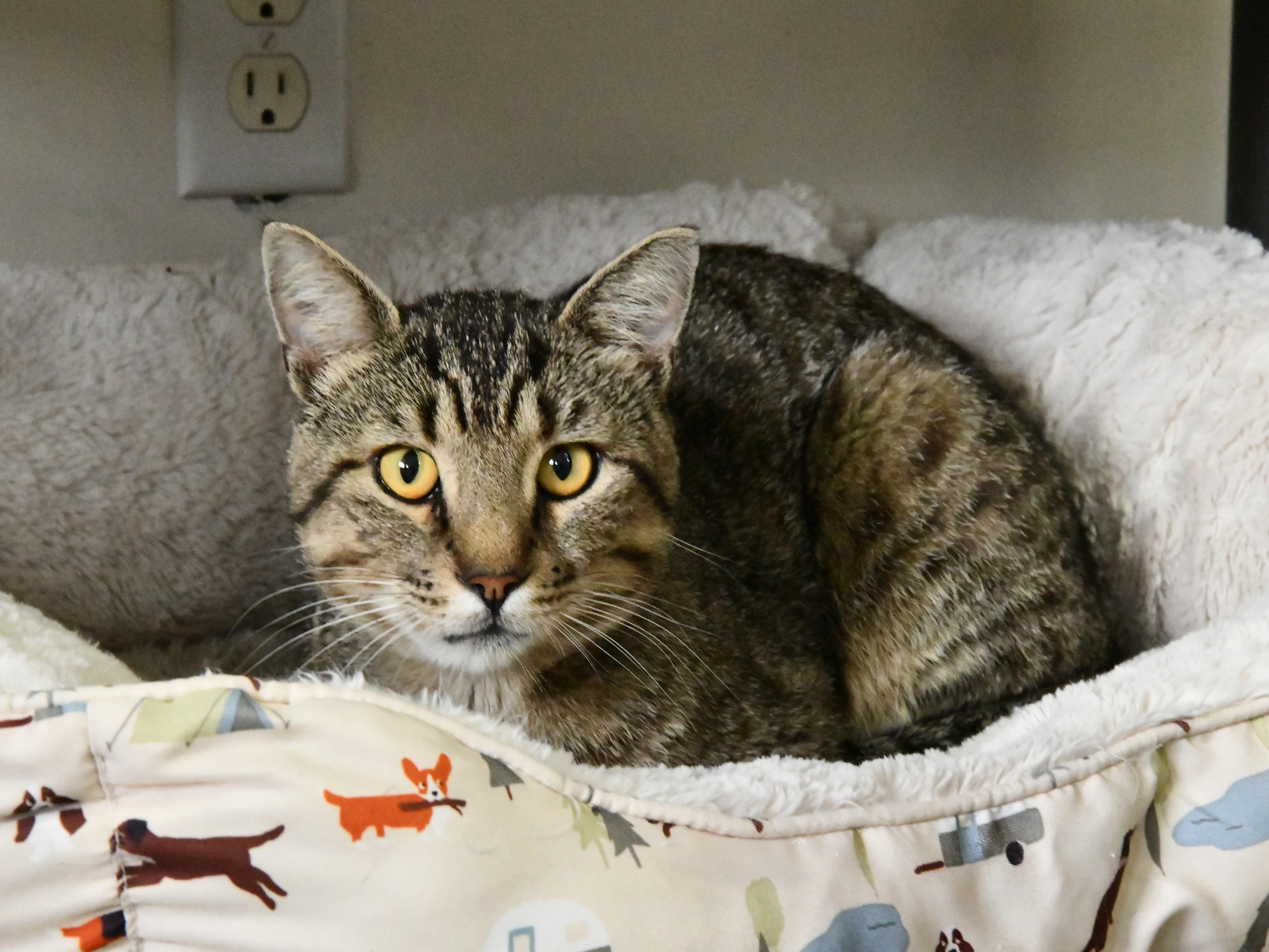 King Bob, ADOPTABLE, Adult Male Domestic Short Hair.