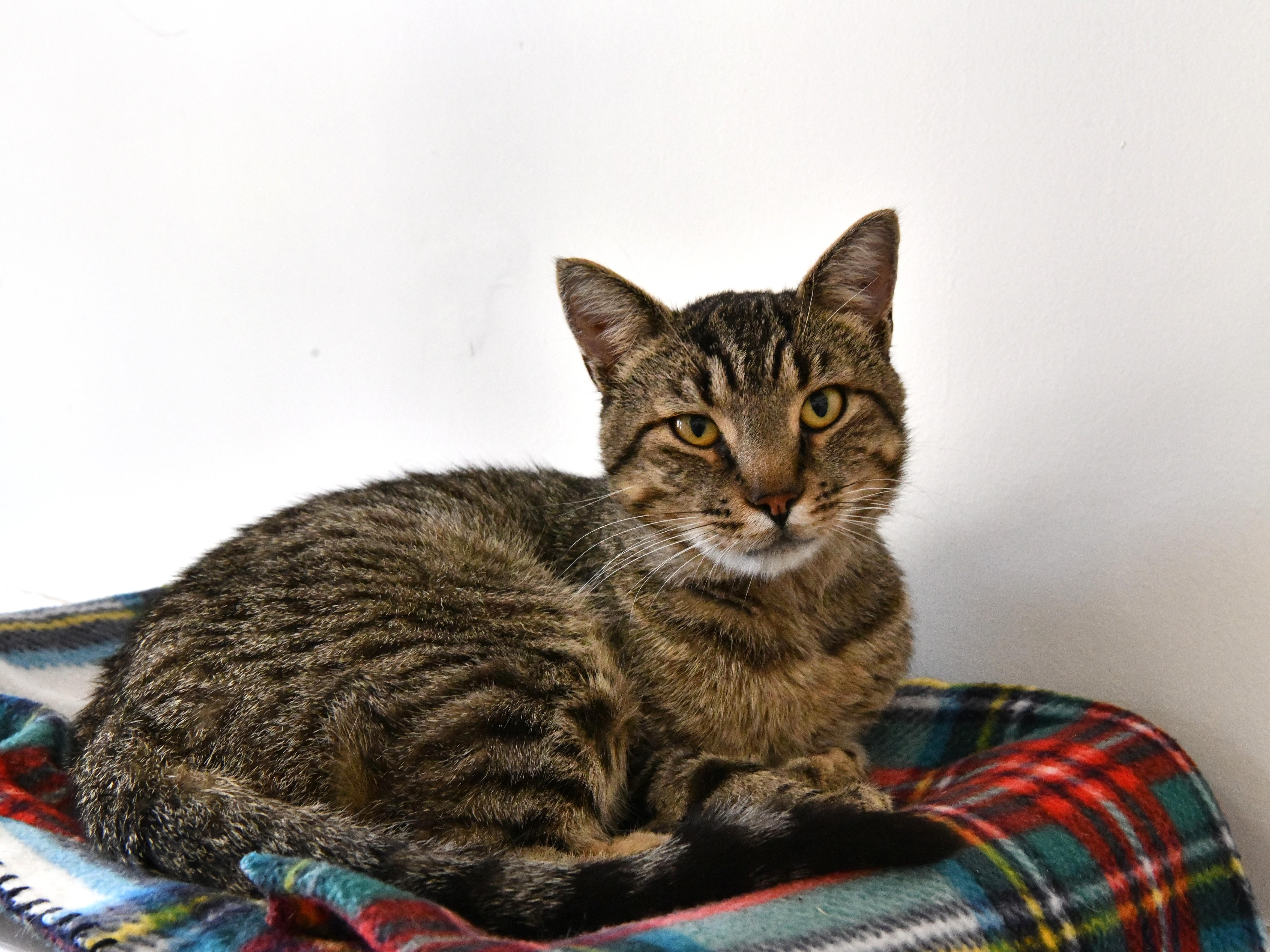 King Bob, a ADOPTABLE Domestic Short Hair in Fairhope, AL image 1/2