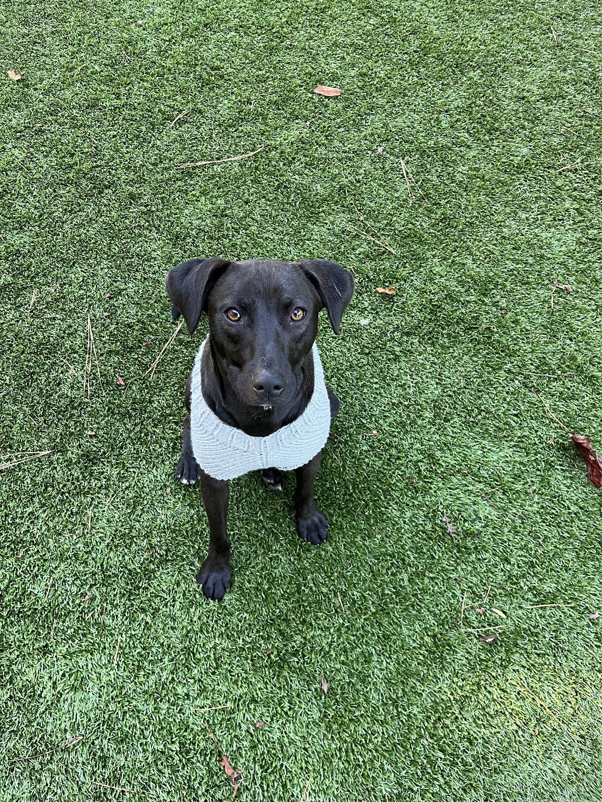 Enlarge Sesame, a Adoptable mixed breed in Salisbury, NC image 6/6