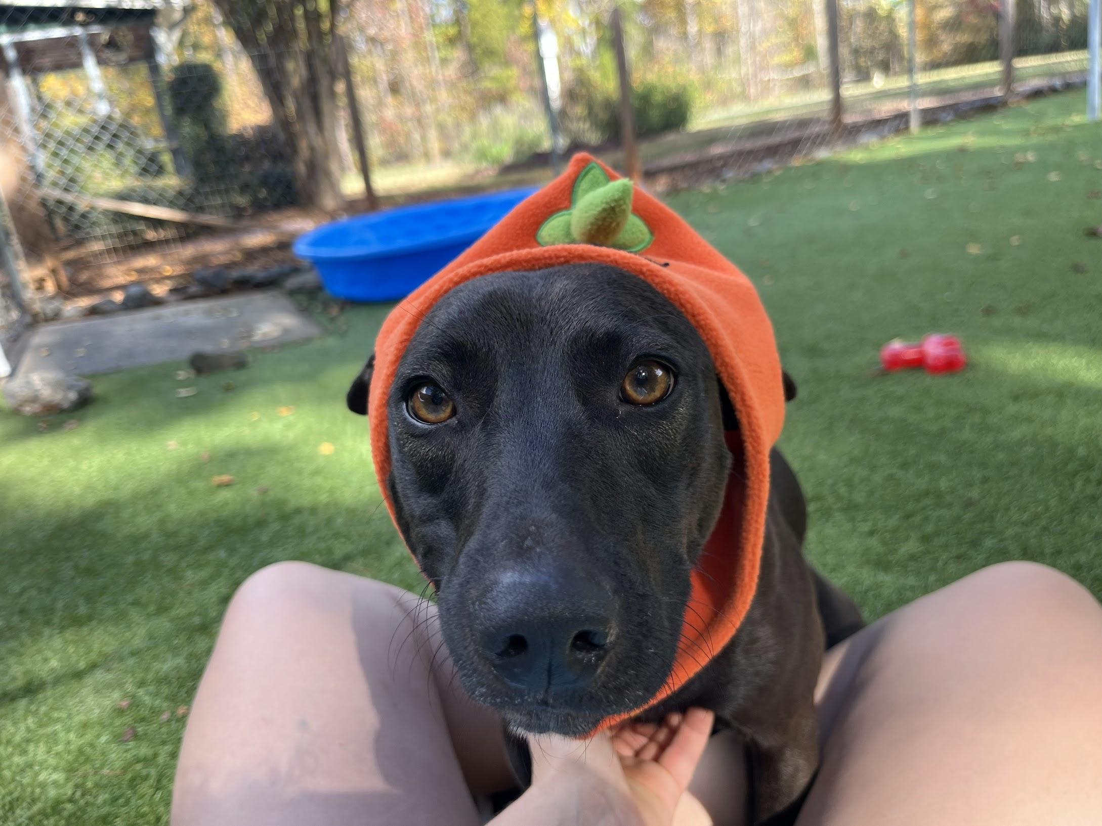 Enlarge Sesame, a Adoptable mixed breed in Salisbury, NC image 2/6