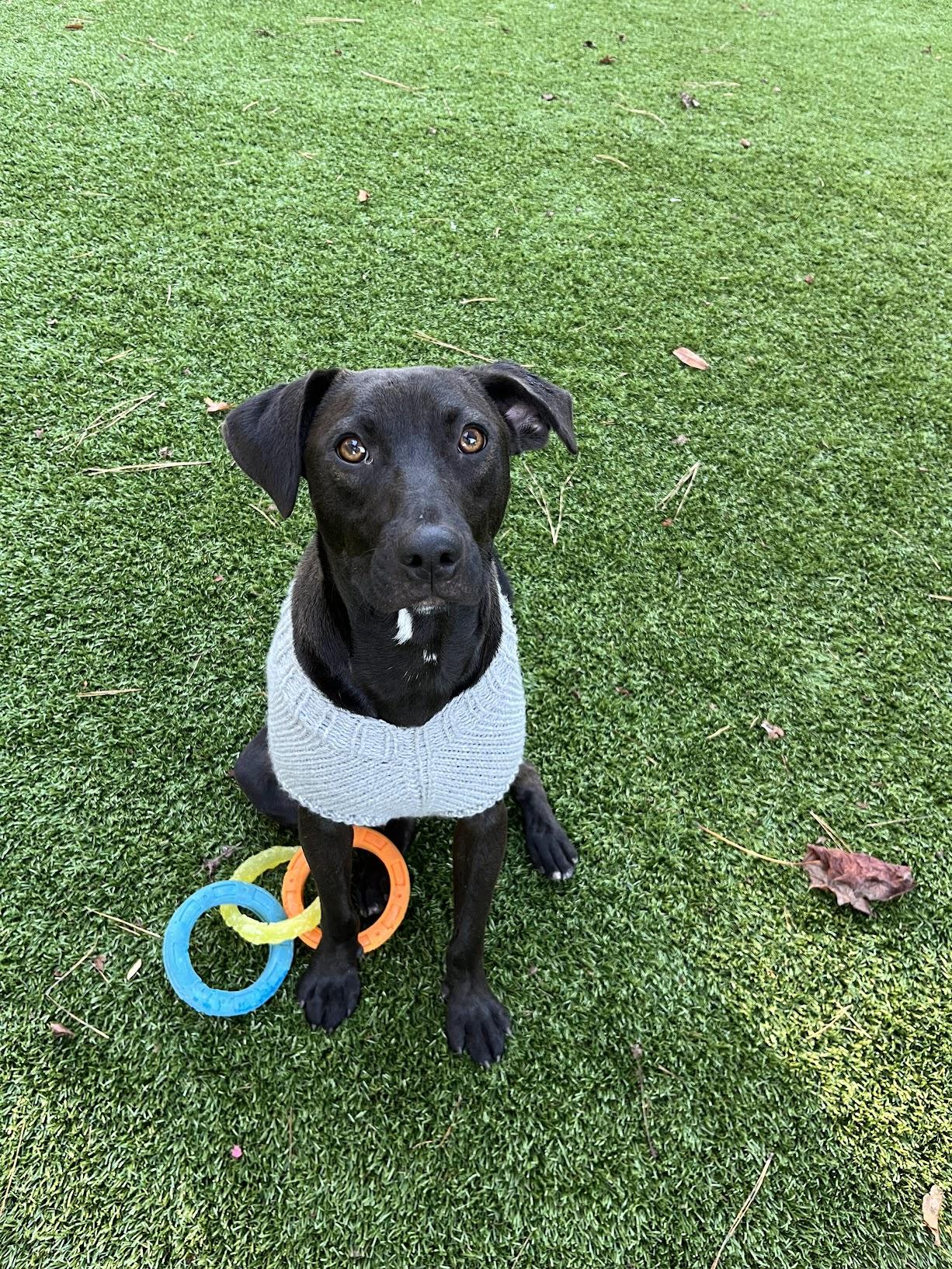 Enlarge Sesame, a Adoptable mixed breed in Salisbury, NC image 3/6