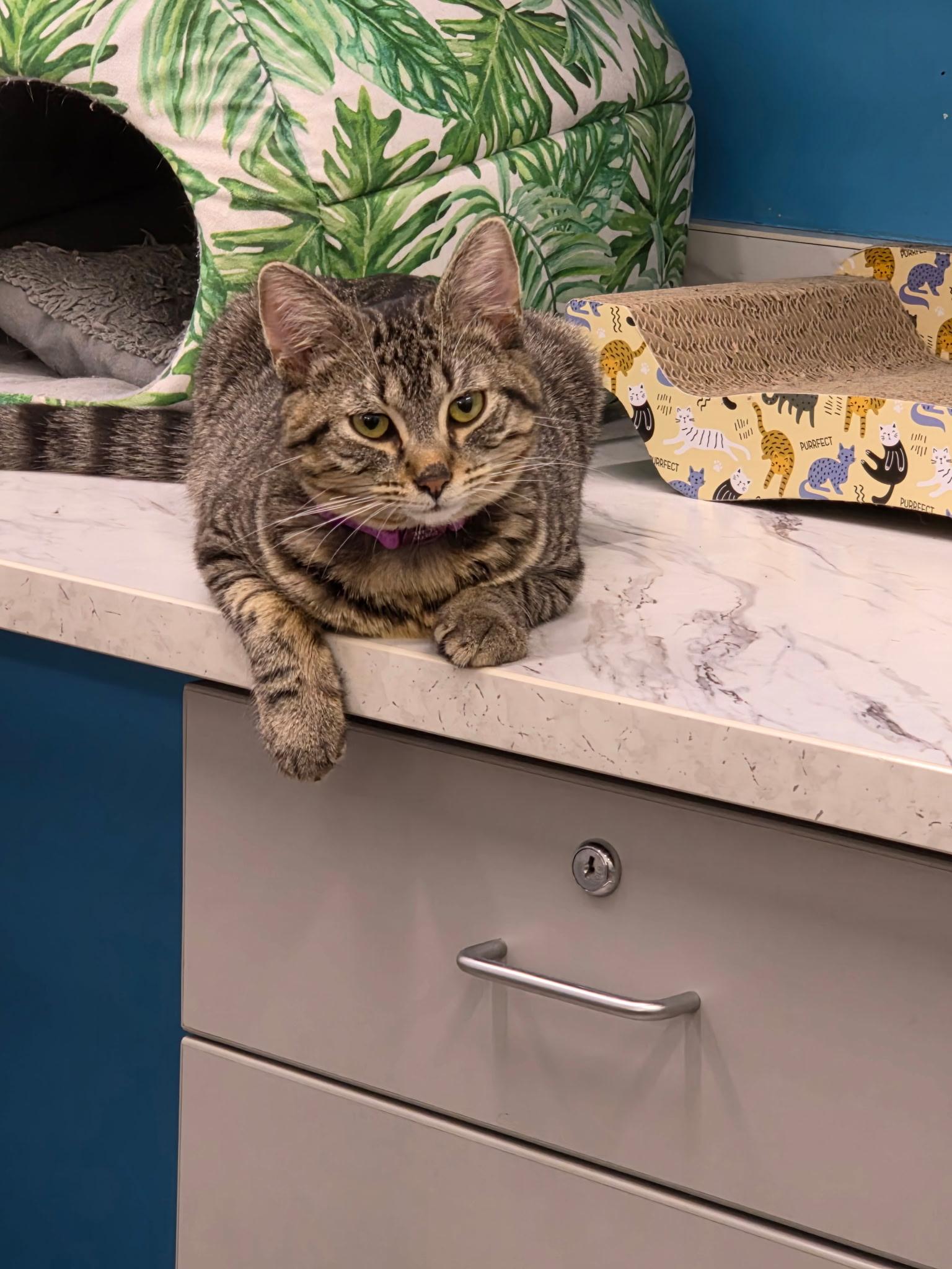 Enlarge Pattycake, a Adoptable Domestic Short Hair in Lewis Center, OH image 1/4