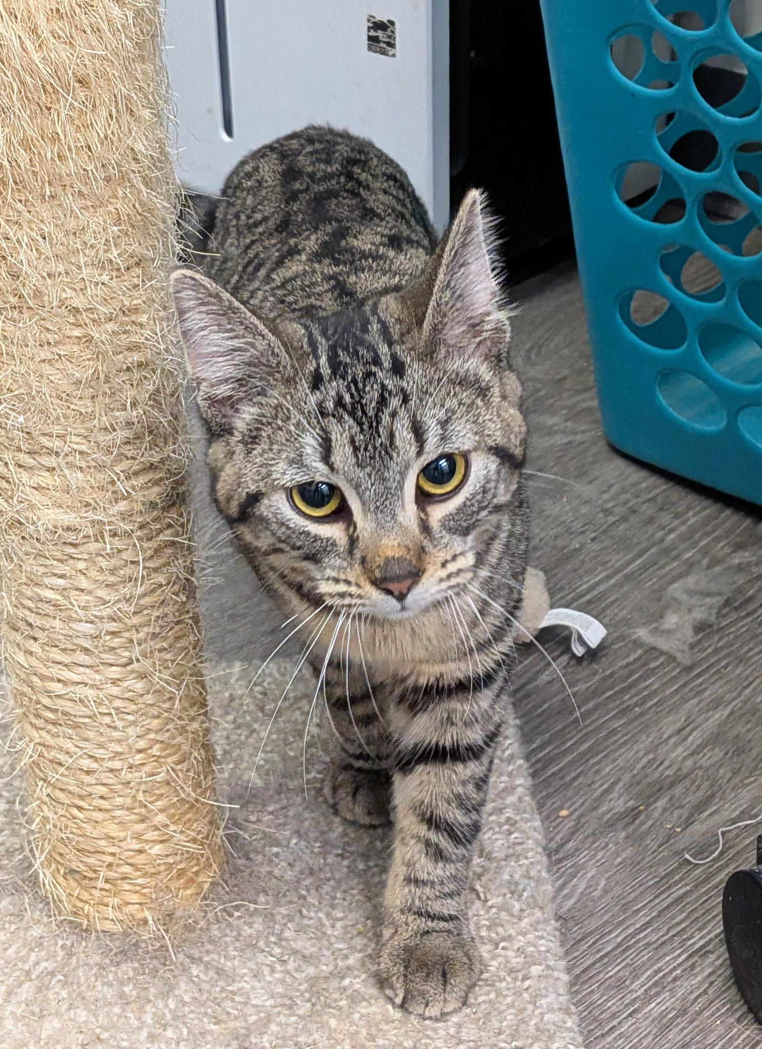 Enlarge Pattycake, a Adoptable Domestic Short Hair in Lewis Center, OH image 2/4